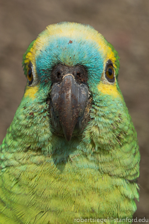blue-fronted amazon
